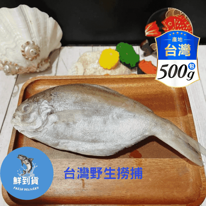 【鮮到貨】台灣野生撈捕大肉魚500g 3尾/包
