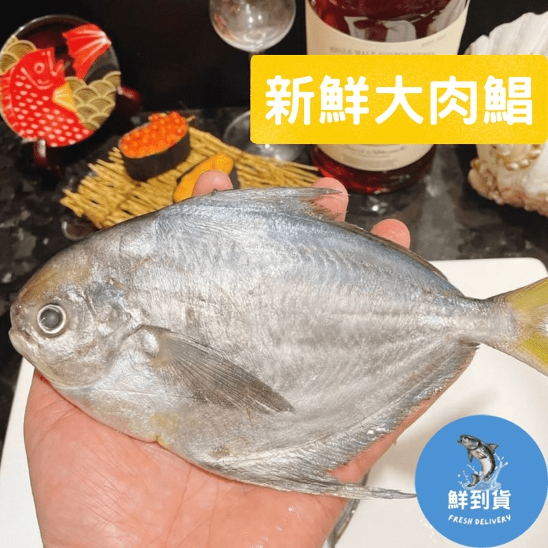 【鮮到貨】大肉魚 500G