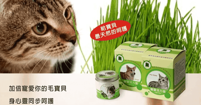 活力麥草+貓薄荷栽培罐