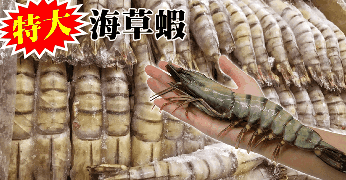特大鮮甜肥美海草蝦
