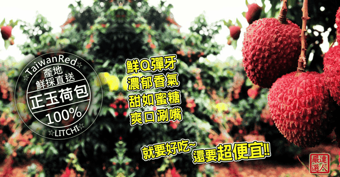 高樹爆漿小籽玉荷包荔枝