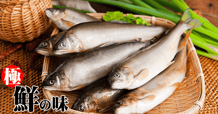 肥美子持魚卵母香魚