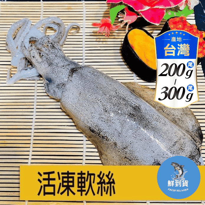 【鮮到貨】生食級6A活凍軟絲 200g~300g/隻