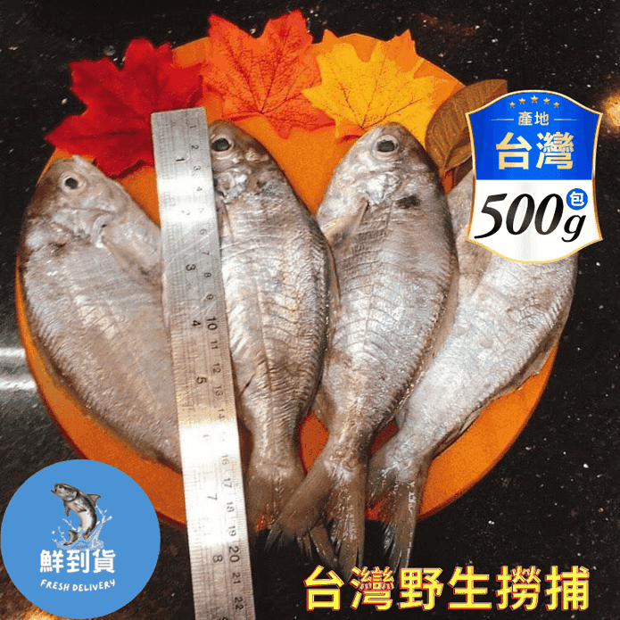 【鮮到貨】基隆港野生撈捕肉魚500g 4尾/包
