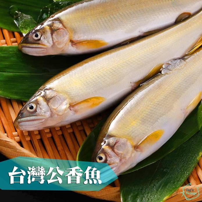 台灣高山公香魚