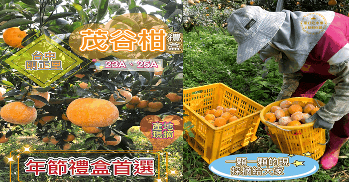 台中明正里茂谷柑禮盒
