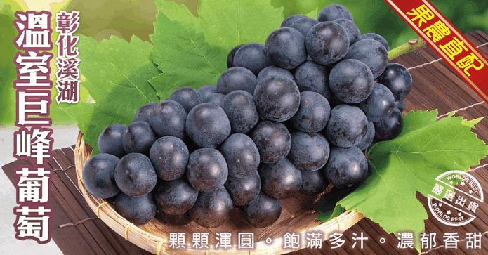 彰化溪湖溫室巨峰葡萄