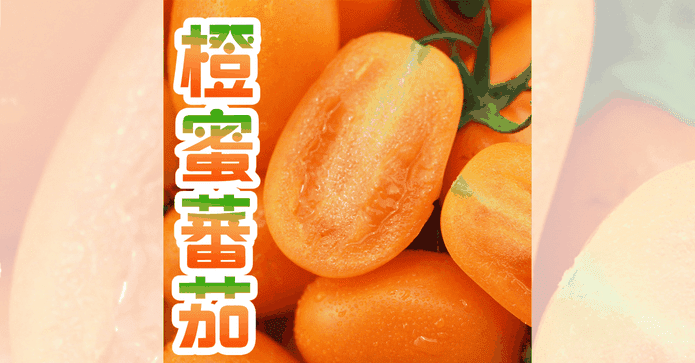 高雄美濃橙蜜番茄