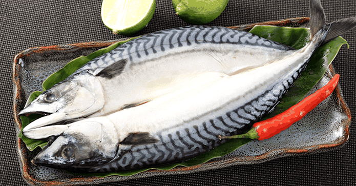 近40公分挪威薄鹽大鯖魚
