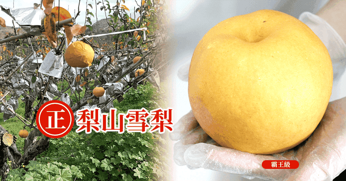 爆汁正梨山雪梨