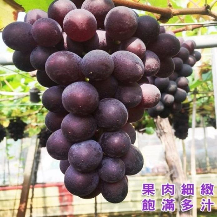 【水果達人】台灣一級巨峰葡萄禮盒 (3斤/6斤/8斤)/箱