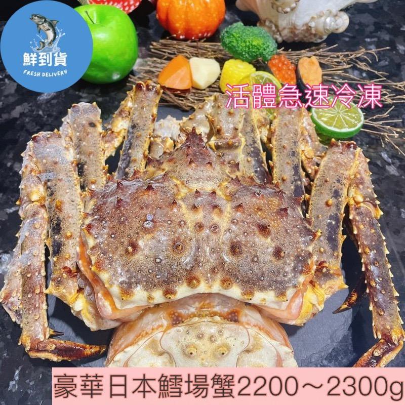超巨奢華活凍日本鱈場蟹