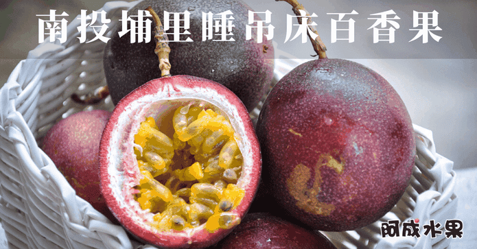 埔里香甜多汁吊網百香果