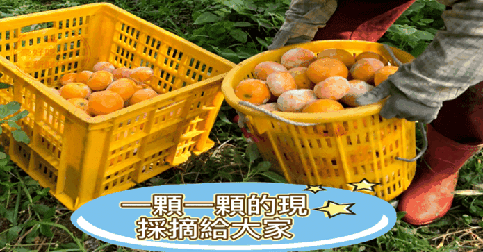 台中嚴選特大茂谷柑禮盒