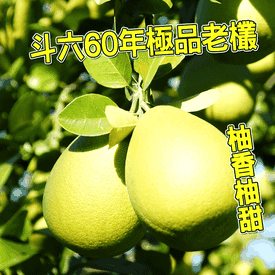 雲林斗六60年老欉文旦